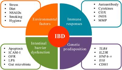 Natural-Derived Polysaccharides From Plants, Mushrooms, and Seaweeds for the Treatment of Inflammatory Bowel Disease